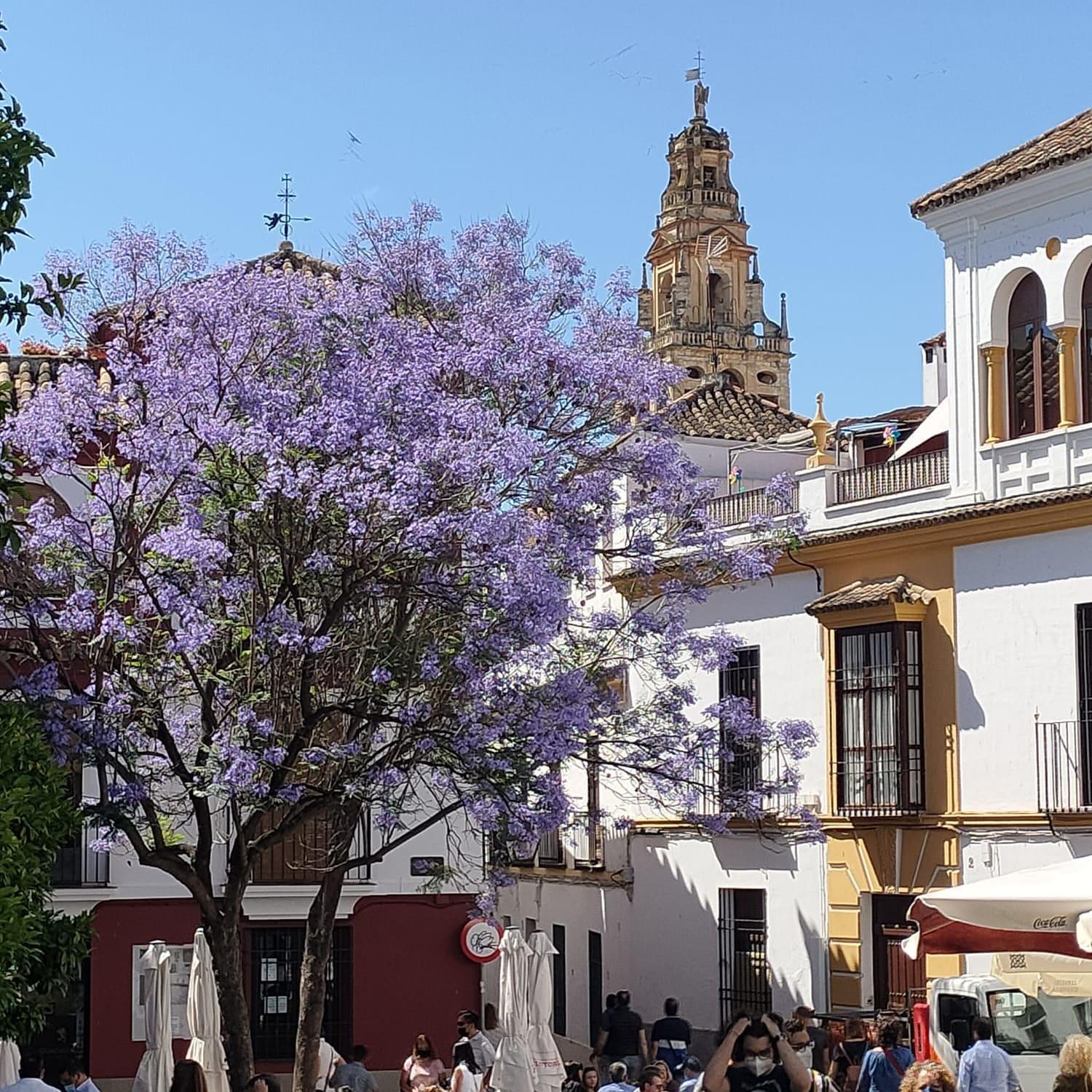 A 20 Metros De La Mezquita Catedral ,Apartamentos Turistico Cespedes 5 Cordoba Phòng bức ảnh